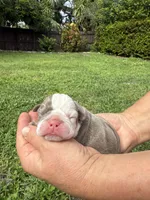 Plum, a female English Bulldog for sale in Fort Lauderdale, FL – 1 of 10