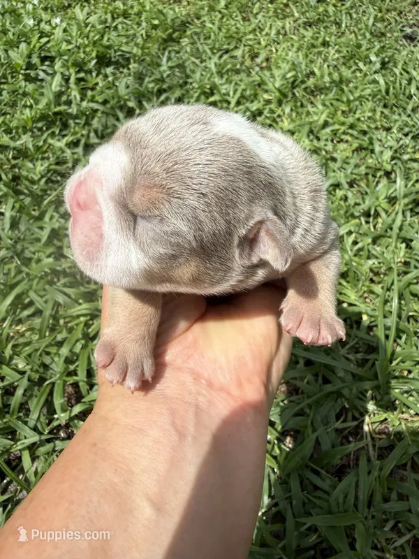 Blueberry AKC Registrated  – English Bulldog puppy for sale in Fort Lauderdale, FL
