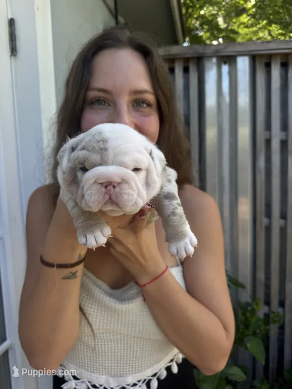 Oreo AKC Registrated  – English Bulldog puppy for sale in Fort Lauderdale, FL