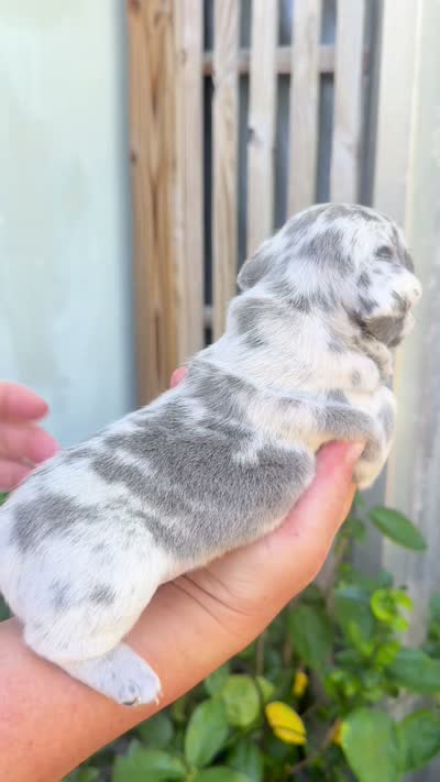 Fluffy Aminita, a female French Bulldog for sale in Fort Lauderdale, FL – 7 of 7