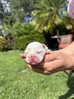Oreo AKC Registrated , a male English Bulldog for sale in Fort Lauderdale, FL – 2 of 10