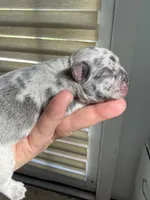 Aminita, a female French Bulldog for sale in Fort Lauderdale, FL – 7 of 10