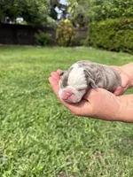 Plum, a female English Bulldog for sale in Fort Lauderdale, FL – 7 of 10