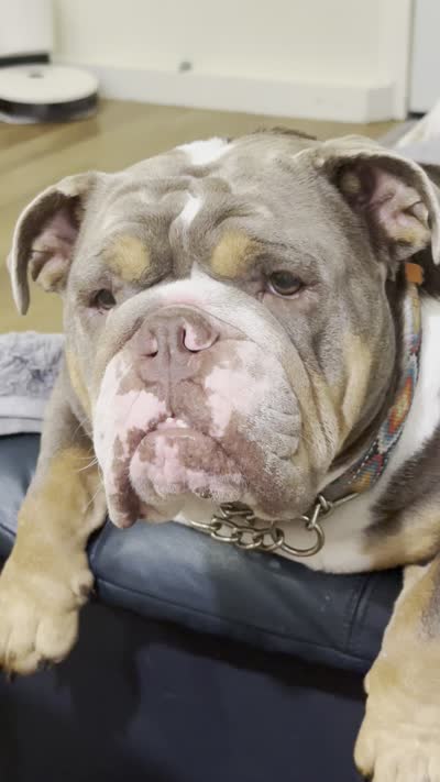 Oreo AKC Registrated , a male English Bulldog for sale in Fort Lauderdale, FL – 10 of 10
