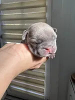 Lilu, a male French Bulldog for sale in Fort Lauderdale, FL – 2 of 9