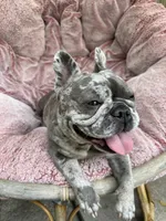 Aminita, a female French Bulldog for sale in Fort Lauderdale, FL – 2 of 10