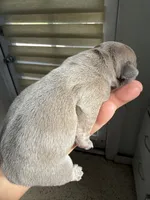 Lilu, a male French Bulldog for sale in Fort Lauderdale, FL – 7 of 9