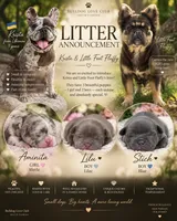 Lilu, a male French Bulldog for sale in Fort Lauderdale, FL – 3 of 9