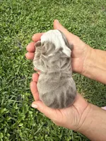 Plum, a female English Bulldog for sale in Fort Lauderdale, FL – 4 of 10