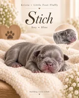 Stich, a male French Bulldog for sale in Fort Lauderdale, FL – 6 of 6