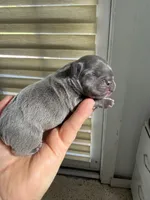 Stich, a male French Bulldog for sale in Fort Lauderdale, FL – 4 of 6