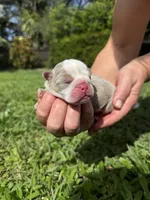 Mango AKC Registrated , a female English Bulldog for sale in Fort Lauderdale, FL – 5 of 5