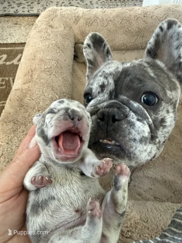 Aminita – French Bulldog puppy for sale in Fort Lauderdale, FL