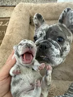 Aminita, a female French Bulldog for sale in Fort Lauderdale, FL – 1 of 10
