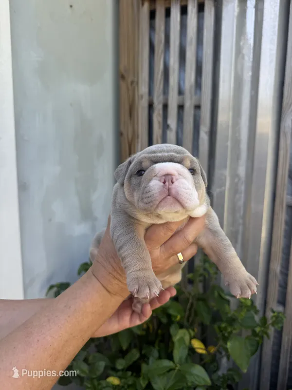 Blueberry AKC Registrated  – English Bulldog puppy for sale in Fort Lauderdale, FL