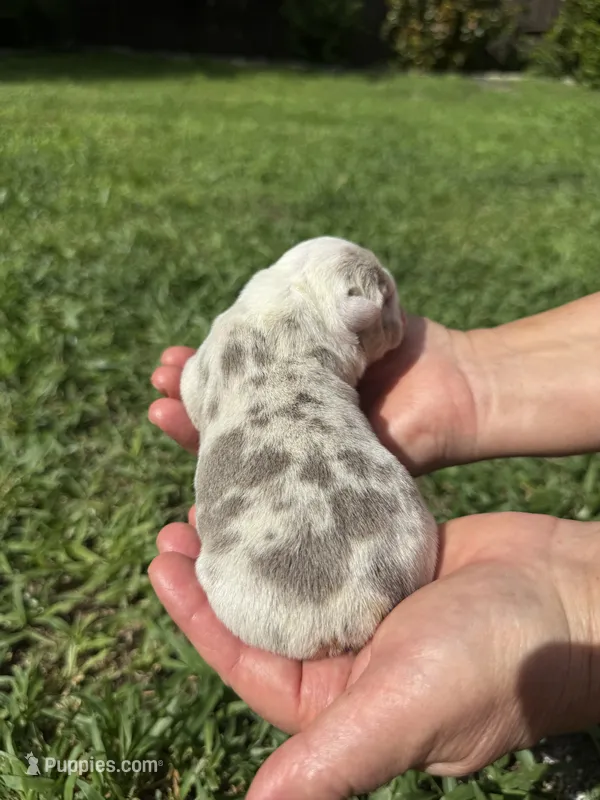 Oreo AKC Registrated  – English Bulldog puppy for sale in Fort Lauderdale, FL