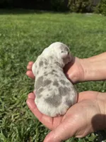 Oreo AKC Registrated , a male English Bulldog for sale in Fort Lauderdale, FL – 1 of 10