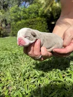 Mango AKC Registrated , a female English Bulldog for sale in Fort Lauderdale, FL – 3 of 5