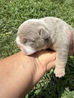Blueberry AKC Registrated , a female English Bulldog for sale in Fort Lauderdale, FL – 3 of 7