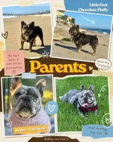 Fluffy Aminita, a female French Bulldog for sale in Fort Lauderdale, FL – 6 of 7
