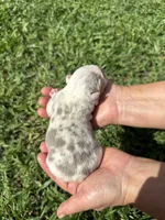 Oreo AKC Registrated , a male English Bulldog for sale in Fort Lauderdale, FL – 6 of 10