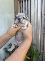 Fluffy Aminita, a female French Bulldog for sale in Fort Lauderdale, FL – 1 of 7