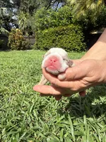 Oreo AKC Registrated , a male English Bulldog for sale in Fort Lauderdale, FL – 4 of 10