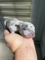 Aminita, a female French Bulldog for sale in Fort Lauderdale, FL – 4 of 10
