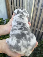 Fluffy Aminita, a female French Bulldog for sale in Fort Lauderdale, FL – 4 of 7
