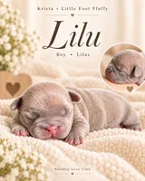 Lilu, a male French Bulldog for sale in Fort Lauderdale, FL – 5 of 9