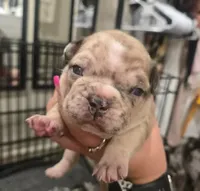 Frenchie , a male French Bulldog for sale in Four Oaks, NC – 3 of 6