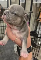 Frenchie , a male French Bulldog for sale in Four Oaks, NC – 4 of 6