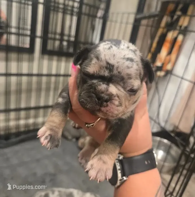 Frenchie  – French Bulldog puppy for sale in Four Oaks, NC