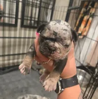 Frenchie , a male French Bulldog for sale in Four Oaks, NC – 1 of 6