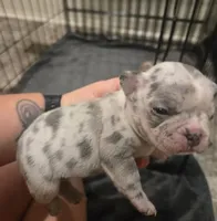 Frenchie , a male French Bulldog for sale in Four Oaks, NC – 2 of 6