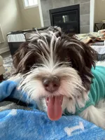 Leo, a male Havanese for sale in Chesterton, IN – 2 of 6