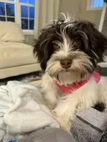 Leo, a male Havanese for sale in Chesterton, IN – 6 of 6