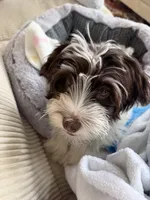 Leo, a male Havanese for sale in Chesterton, IN – 3 of 6