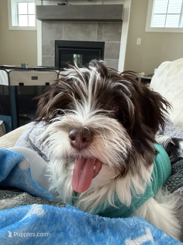 Leo – Havanese puppy for sale in Chesterton, IN