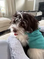 Leo, a male Havanese for sale in Chesterton, IN – 5 of 6