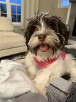 Leo, a male Havanese for sale in Chesterton, IN – 4 of 6