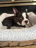 Cooper, a male Boston Terrier for sale in East Brunswick, NJ – Photo 4 of 4