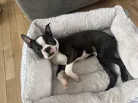 Cooper, a male Boston Terrier for sale in East Brunswick, NJ – Photo 2 of 4