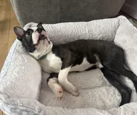 Cooper, a male Boston Terrier for sale in East Brunswick, NJ – Photo 1 of 4