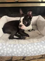 Cooper, a male Boston Terrier for sale in East Brunswick, NJ – Photo 3 of 4