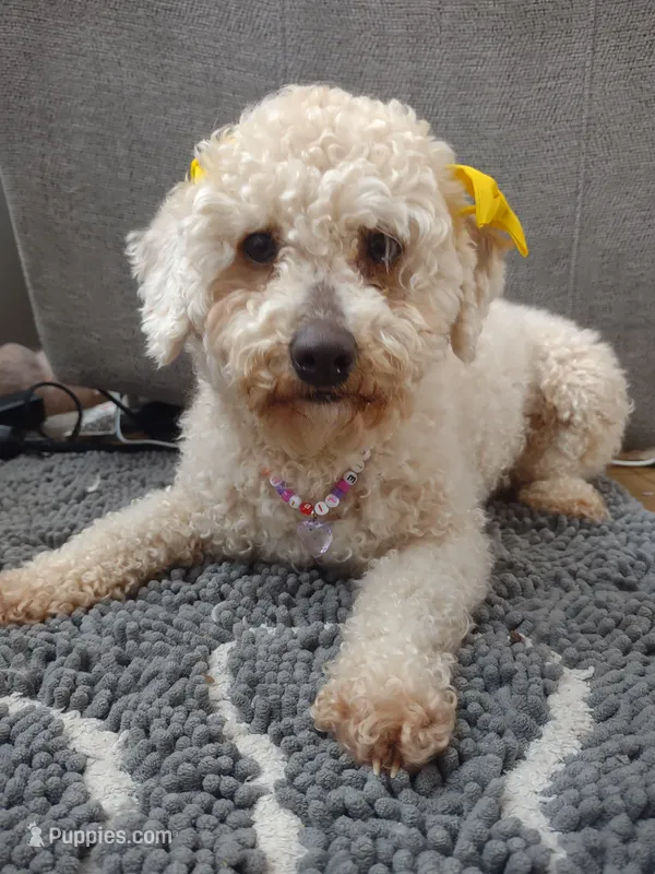 Maggie, a female Poodle - Miniature  for sale in East Brunswick, NJ – Photo 1 of 4