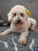 Maggie, a female Poodle - Miniature  for sale in East Brunswick, NJ – Photo 1 of 4