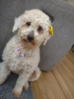 Maggie, a female Poodle - Miniature  for sale in East Brunswick, NJ – Photo 3 of 4