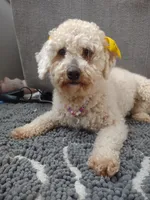 Maggie, a female Poodle - Miniature  for sale in East Brunswick, NJ – Photo 4 of 4