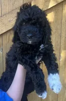 Knuckles , a male Cavapoo for sale in Broken Arrow, OK – 5 of 5